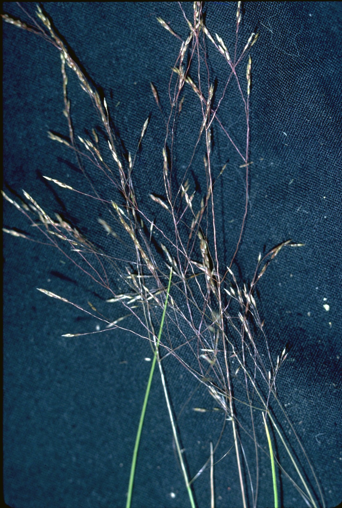 Idaho Bentgrass (Agrostis idahoensis) plant