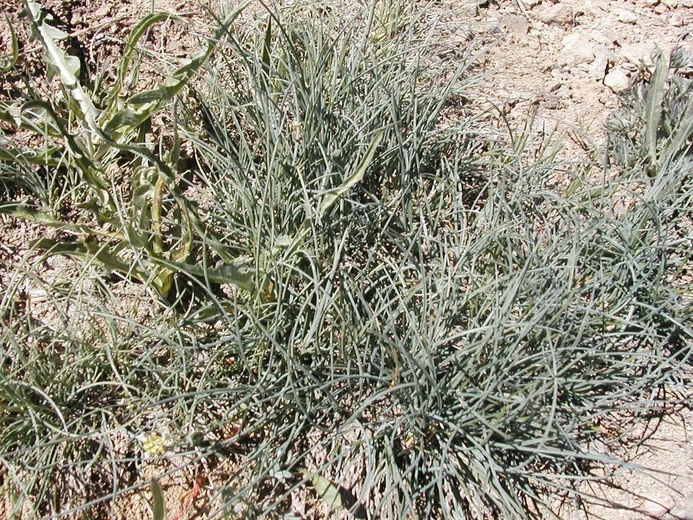 Idaho Fescue (Festuca idahoensis) plant