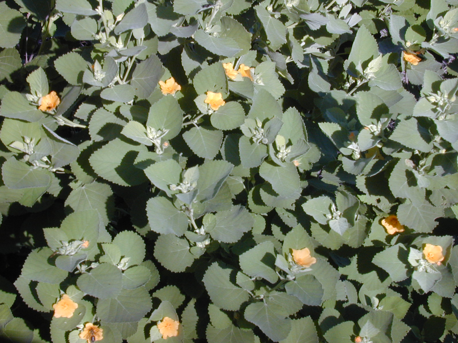 Ilima (Sida fallax) plant — close-up photo