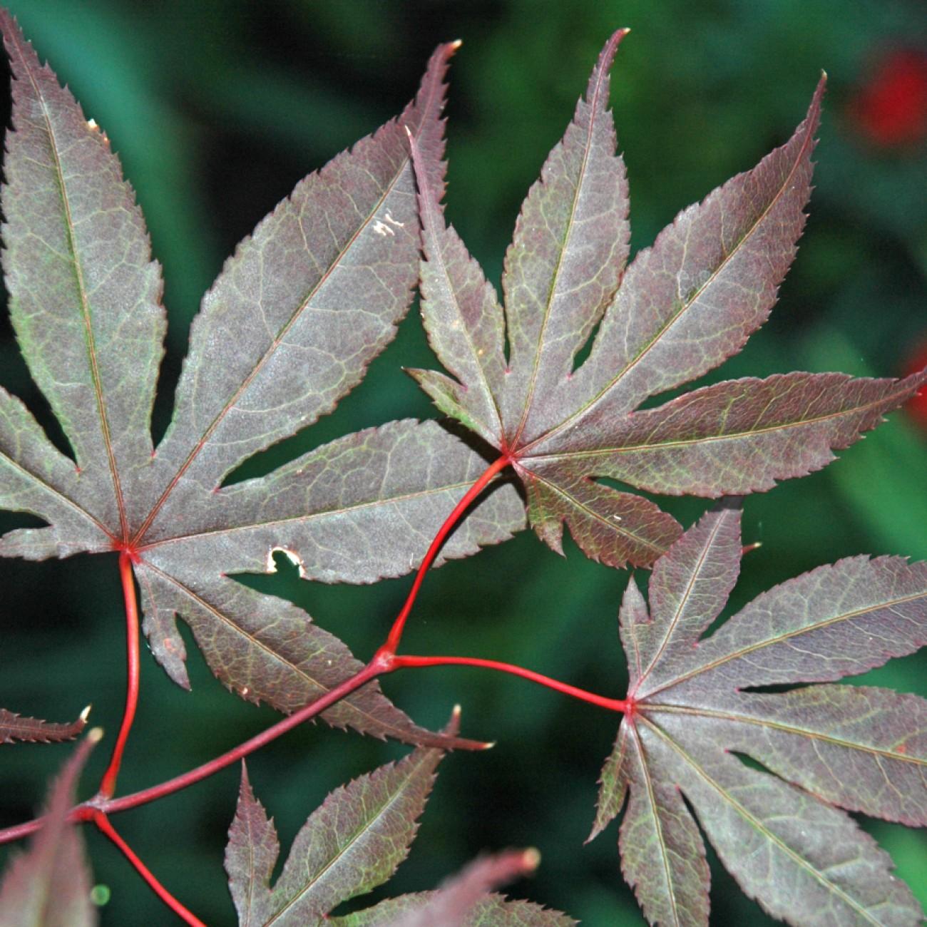 Inazuma Japanese Maple (Acer palmatum 'Inazuma') plant — close-up photo