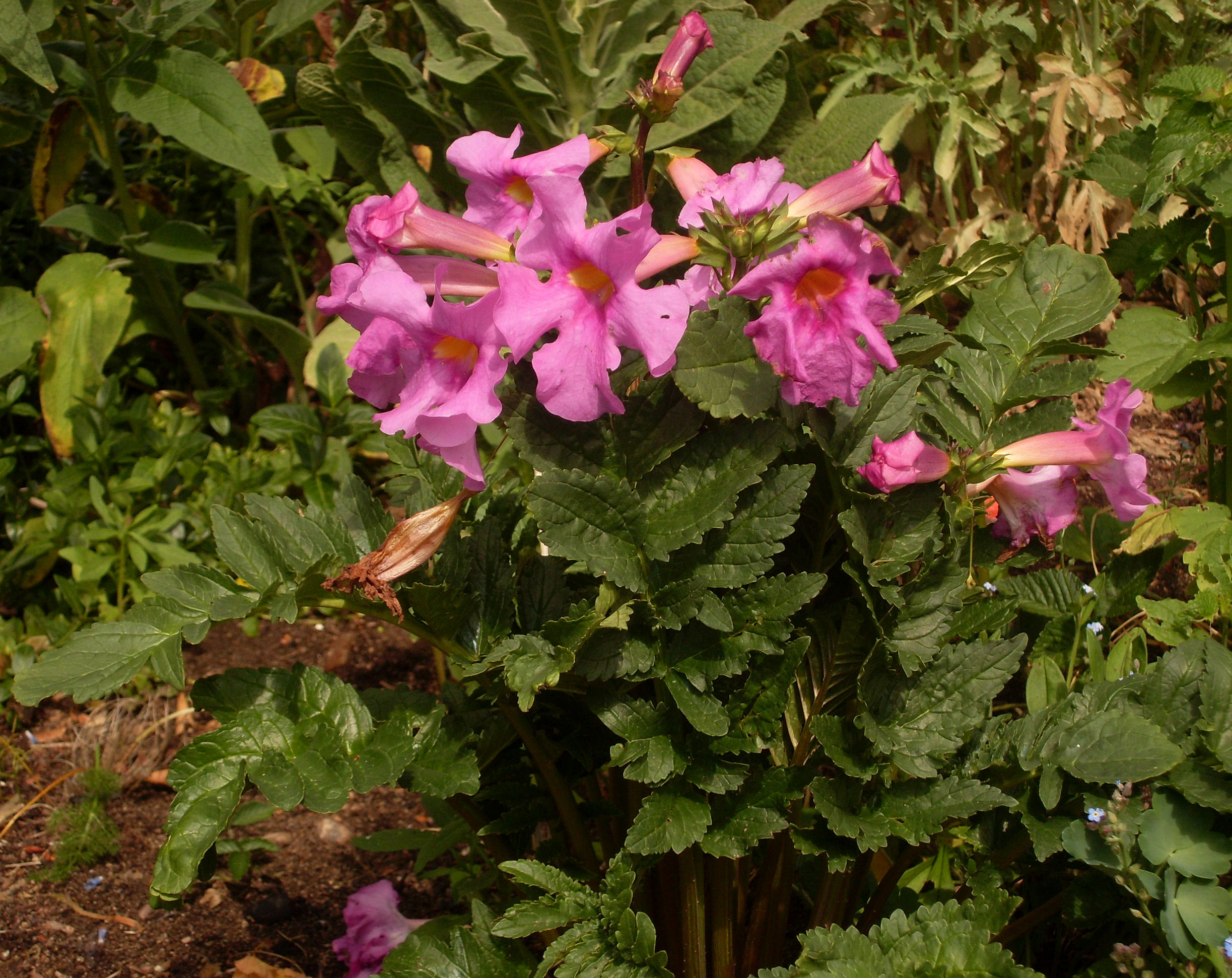 Incarvillea (Incarvillea delavayi) plant