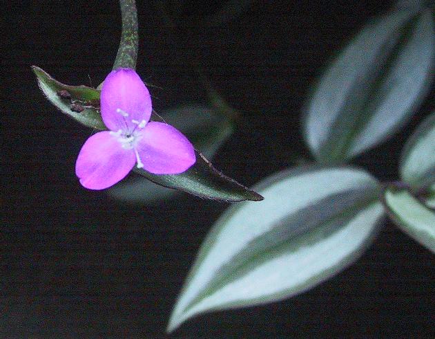 Inch Plant (Tradescantia zebrina) plant