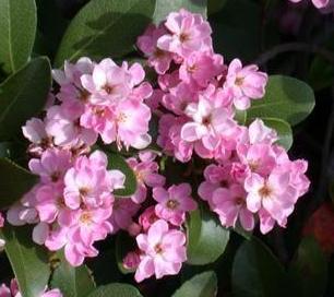India Hawthorn (Rhaphiolepis indica) plant