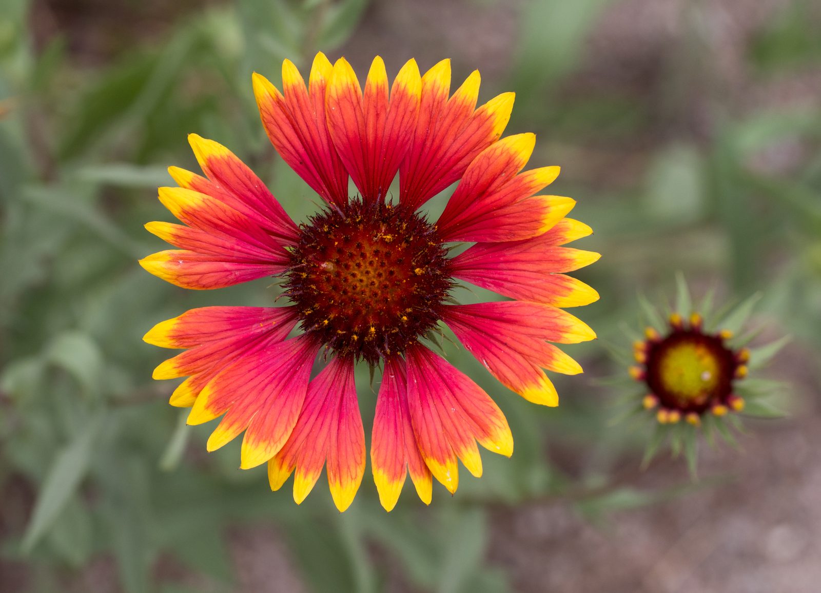 Indian Blanket (Gaillardia pulchella) plant