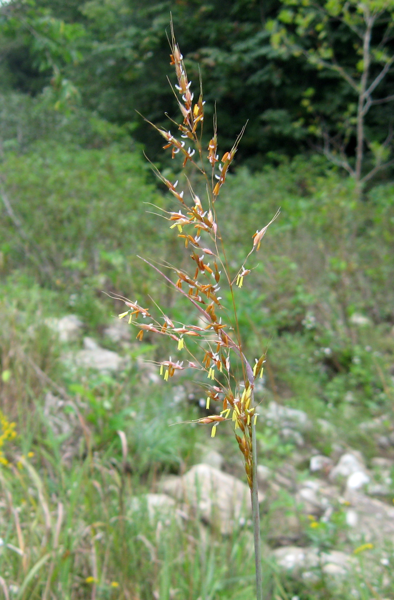 Indian Grass (Sorghastrum nutans) plant