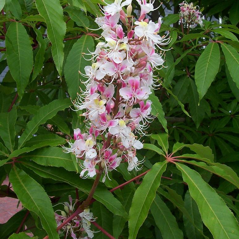 Indian horse chustnut (Aesculus indica 'Sydney Pearce') plant — close-up photo