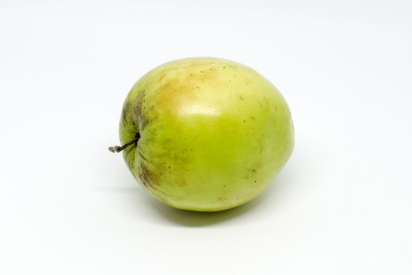 Indian Jujube (Ziziphus mauritiana) plant