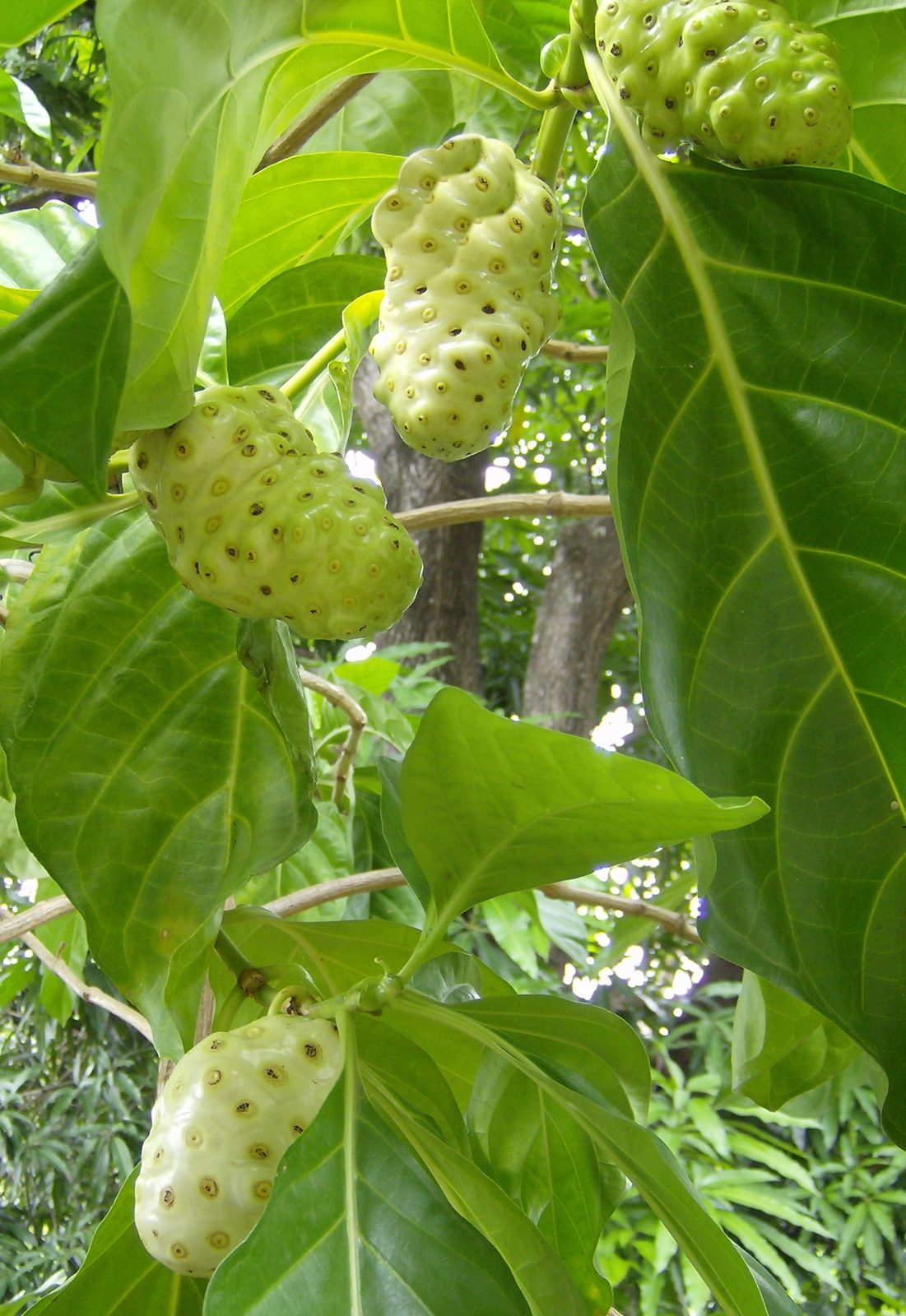 Indian Mulberry (Morinda citrifolia) plant