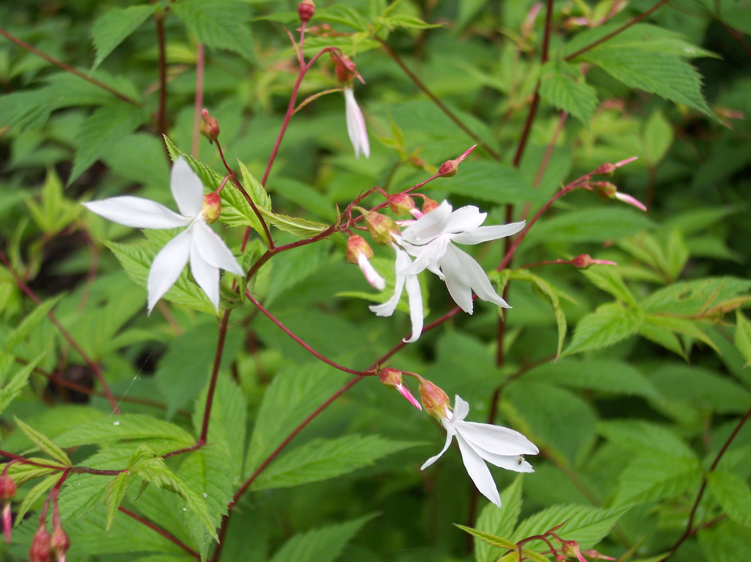 Indian Physic (Gillenia trifoliata) plant