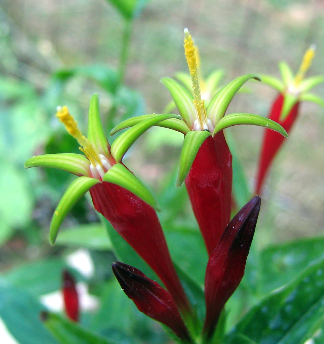 Indian Pink (Spigelia marilandica) plant