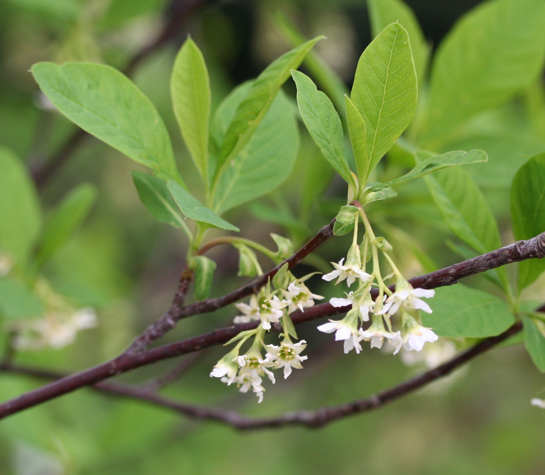 Indian Plum (Oemleria cerasiformis) plant