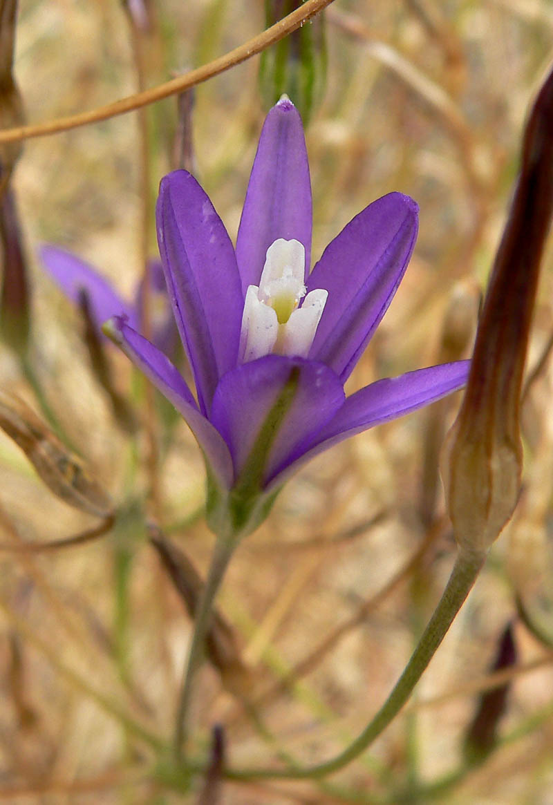 Indian Valley Brodiaea (Brodiaea insignis) plant