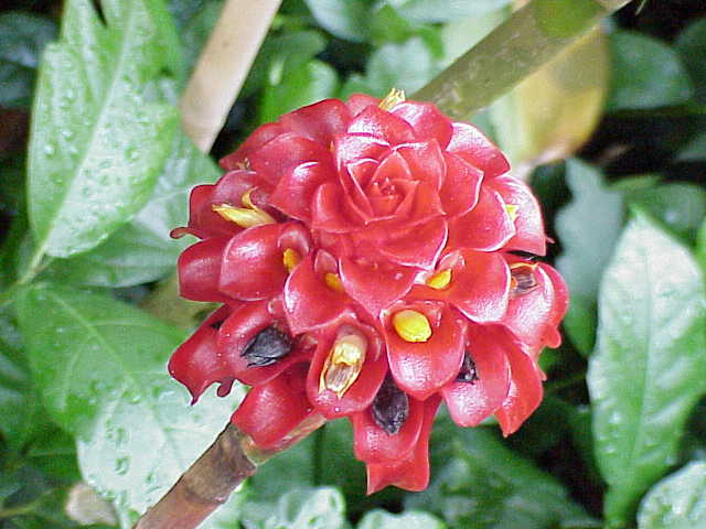 Indonesian Wax Ginger (Tapeinochilos ananassae) plant