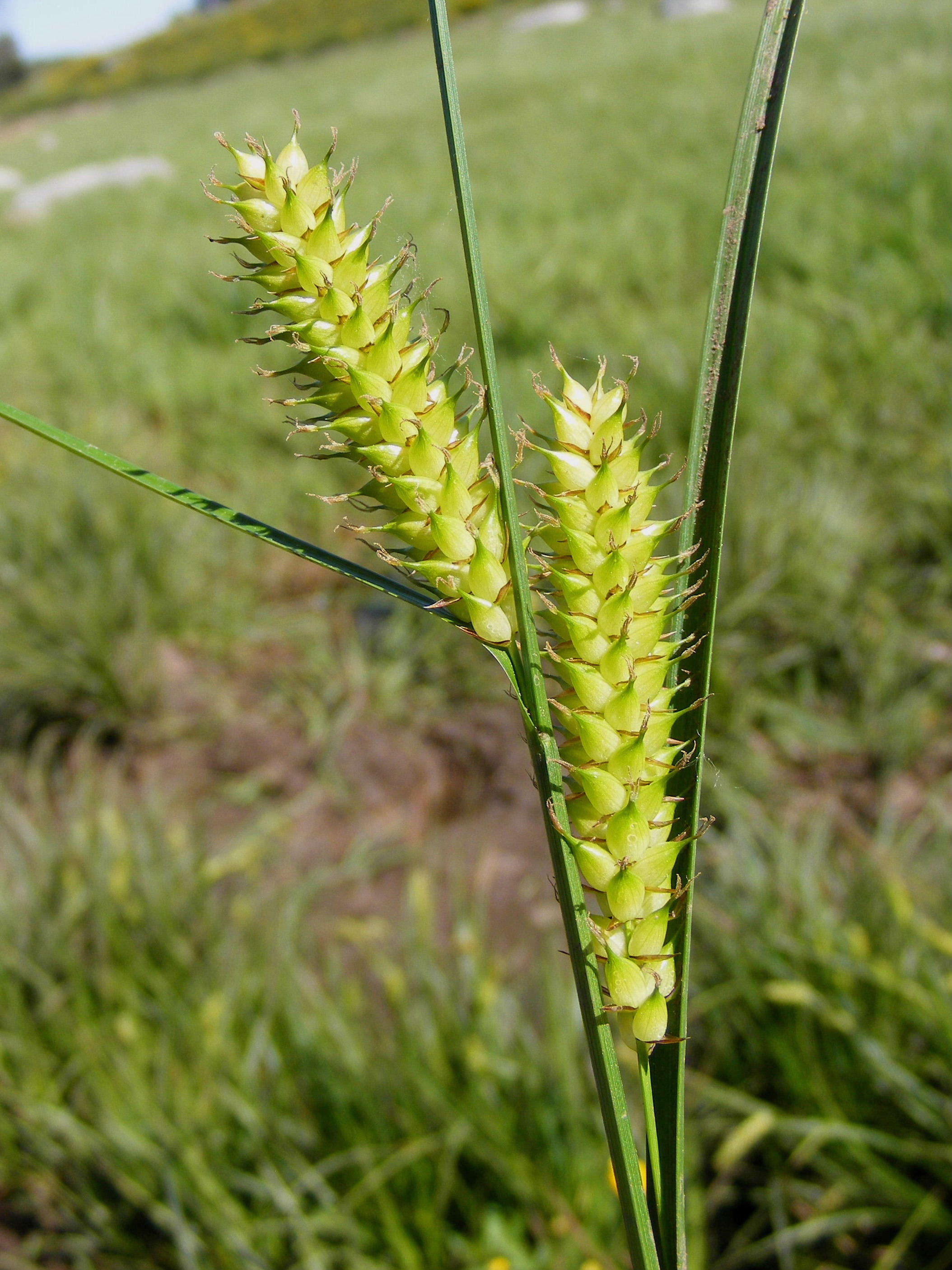 Inflated Sedge (Carex vesicaria) plant