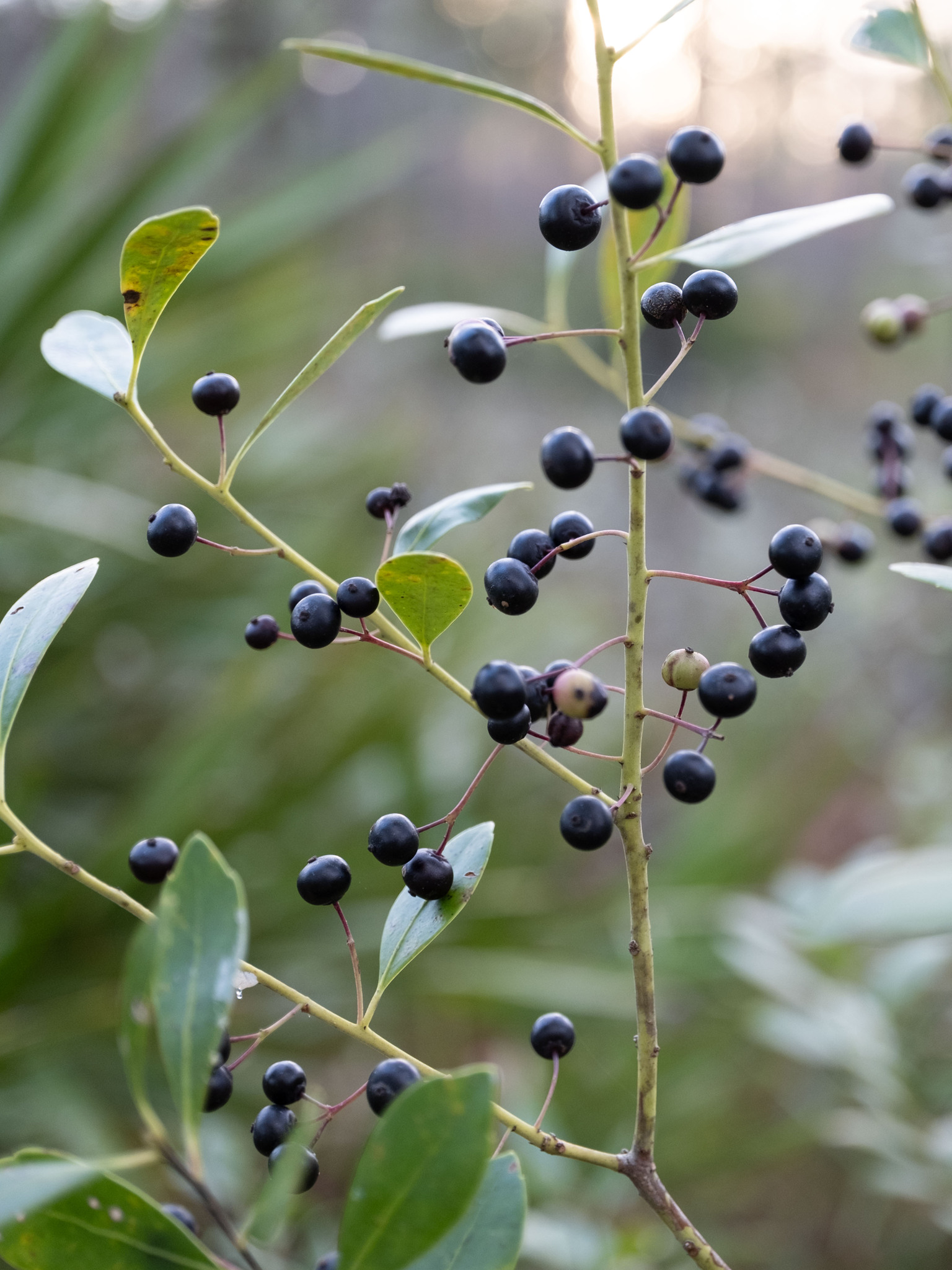 Inkberry (Ilex glabra) plant