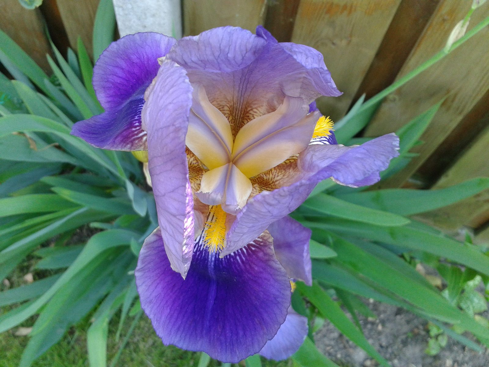Intermediate Iris (Iris × germanica 'Intermedia') plant