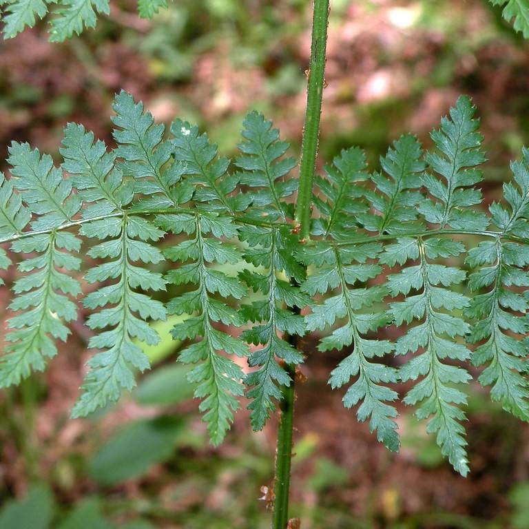 intermediate wood fern (Dryopteris intermedia) plant — close-up photo