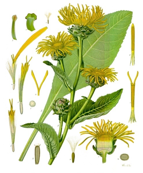 Inula (Inula spp.) plant
