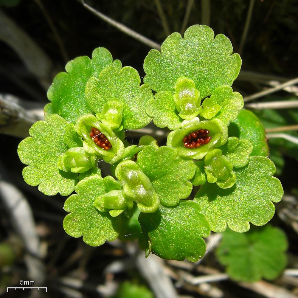 Iowa Golden Saxifrage (Chrysosplenium iowense) plant — close-up photo