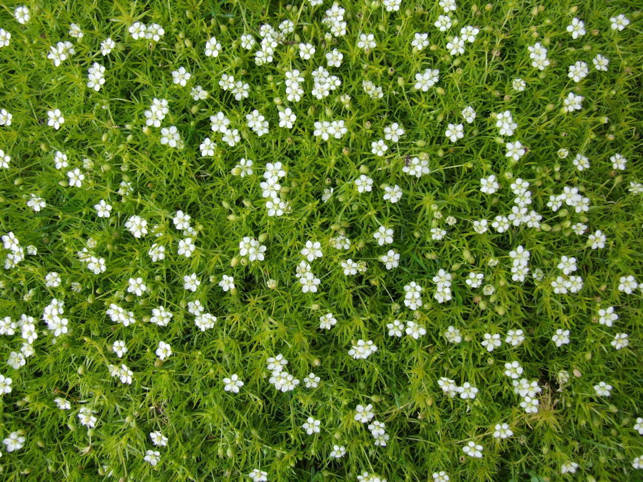 Irish Moss (Sagina subulata) plant
