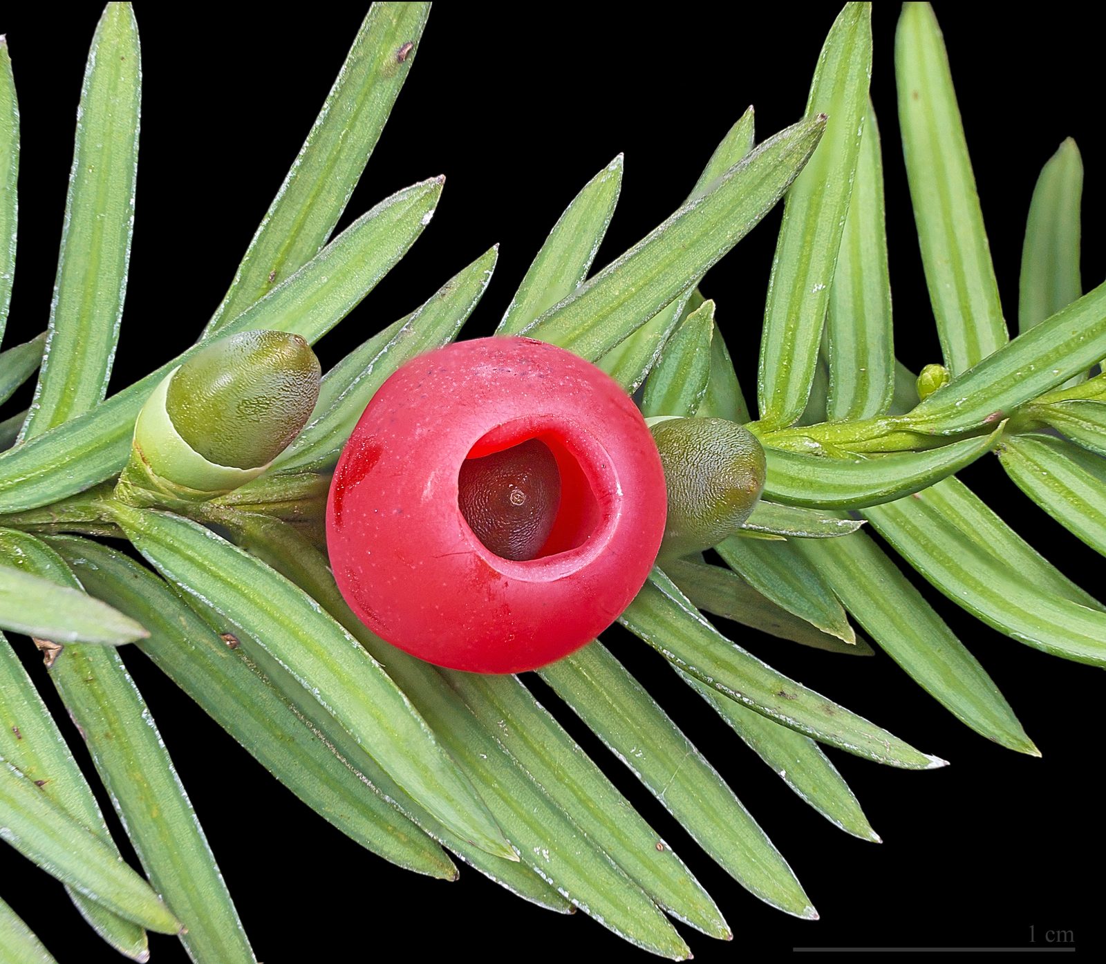 Irish Yew (Taxus baccata 'Fastigiata') plant