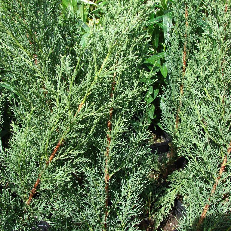 Italian cypress (Cupressus sempervirens) plant — close-up photo