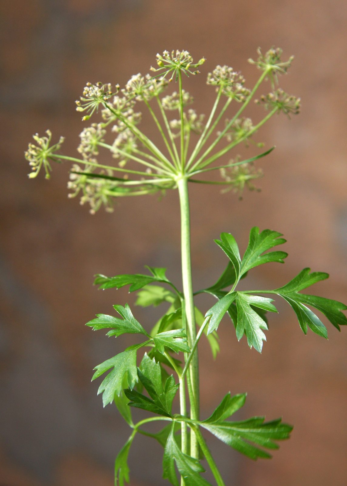 Italian Parsley (Petroselinum crispum var. neapolitanum) plant