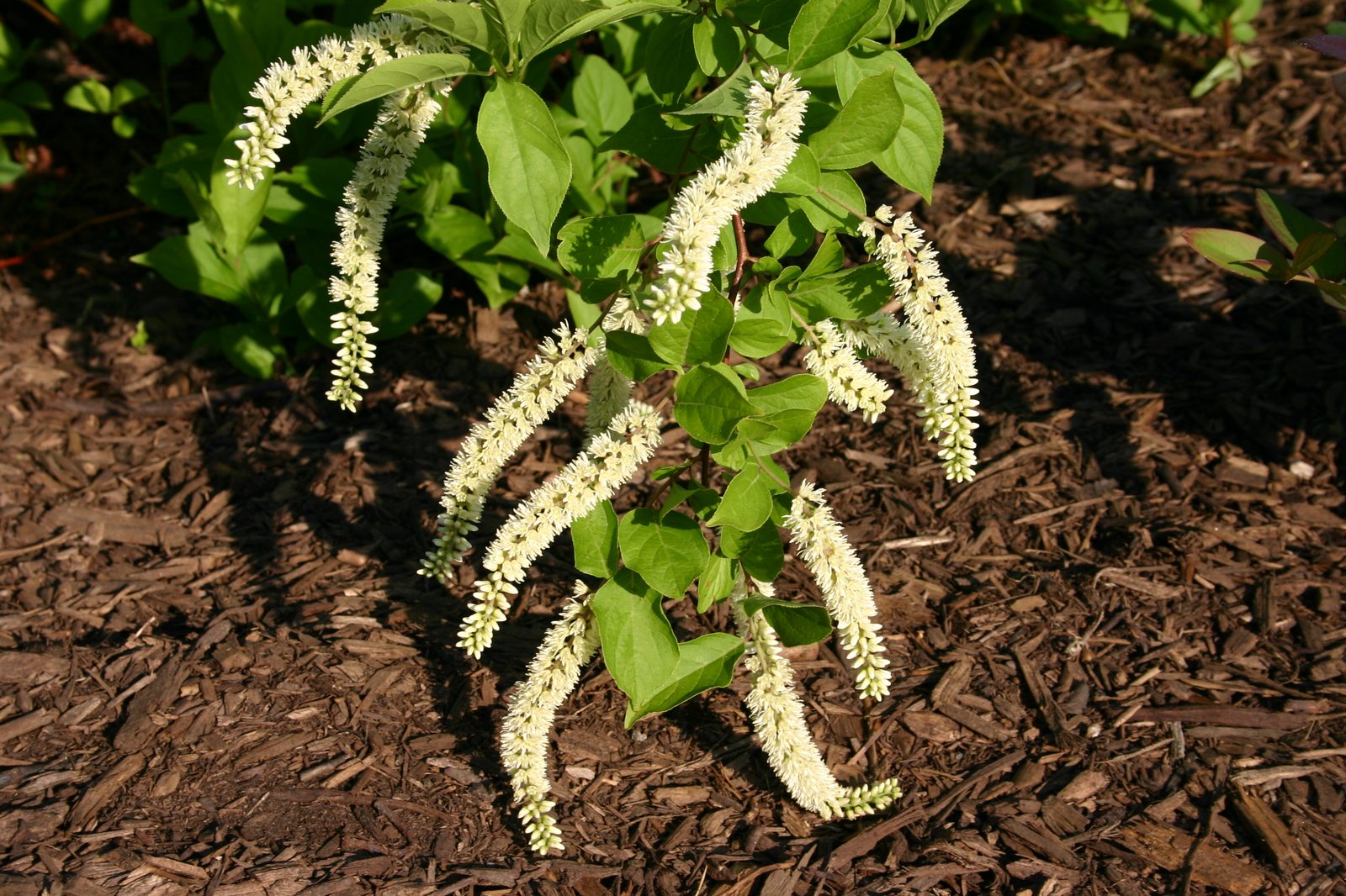 Virginia Sweetspire (Itea virginica) plant