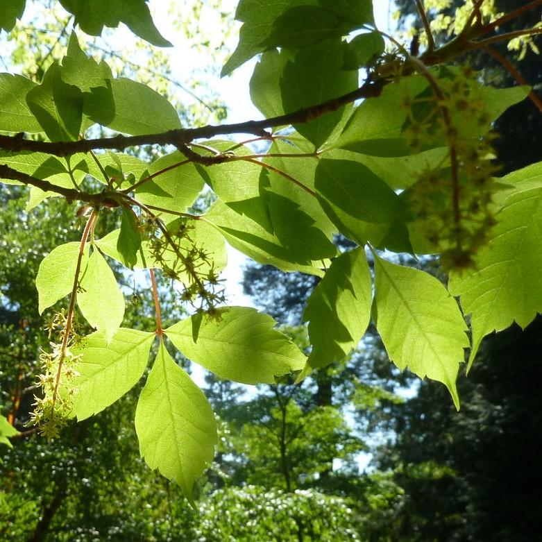 ivy-leaved maple (Acer cissifolium) plant — close-up photo