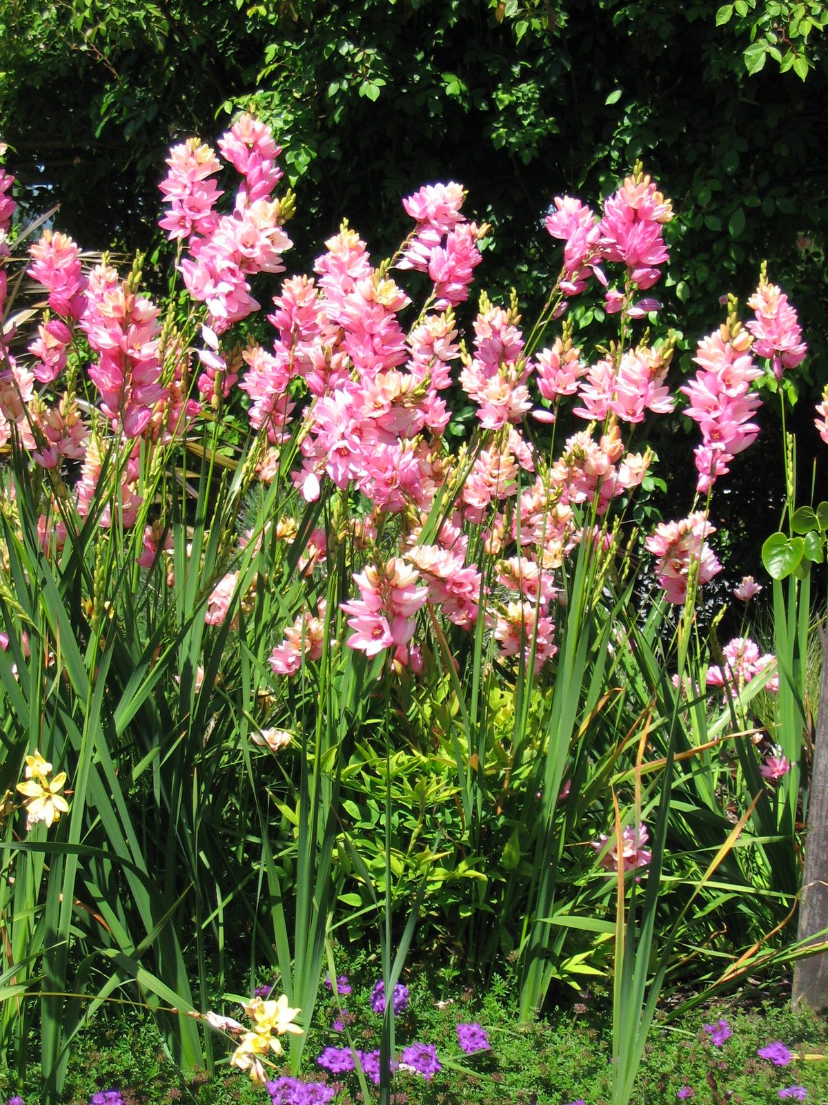 Ixia (Ixia spp.) plant