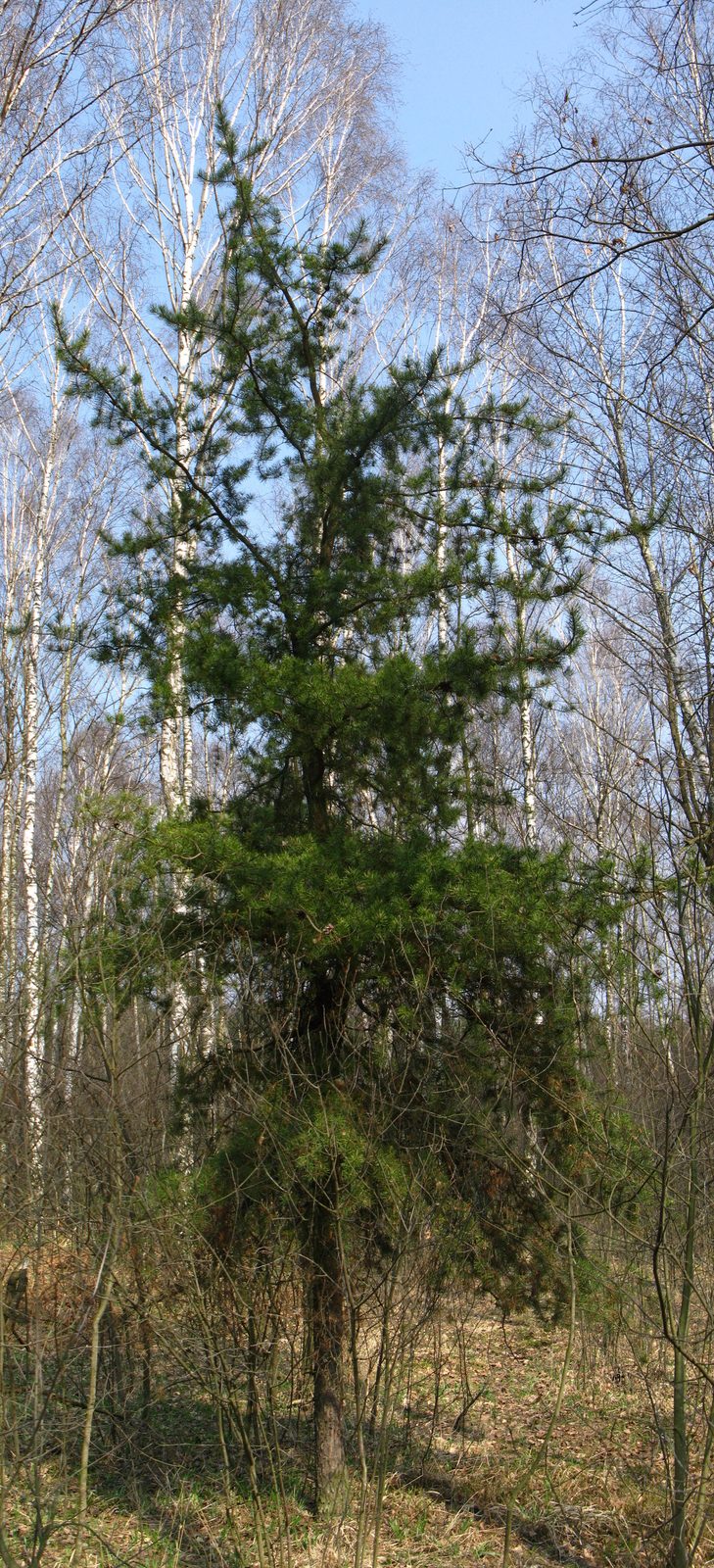 Jack Pine (Pinus banksiana) plant