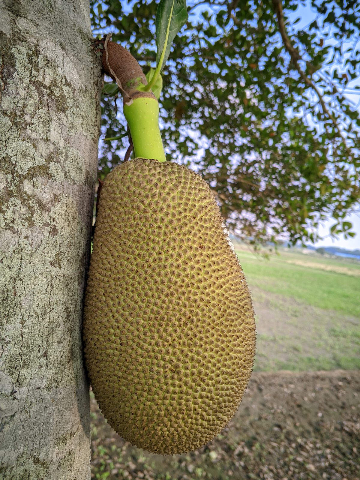Jack Tree (Artocarpus heterophyllus) plant