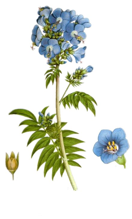 Jacob's Ladder (Polemonium caeruleum) plant