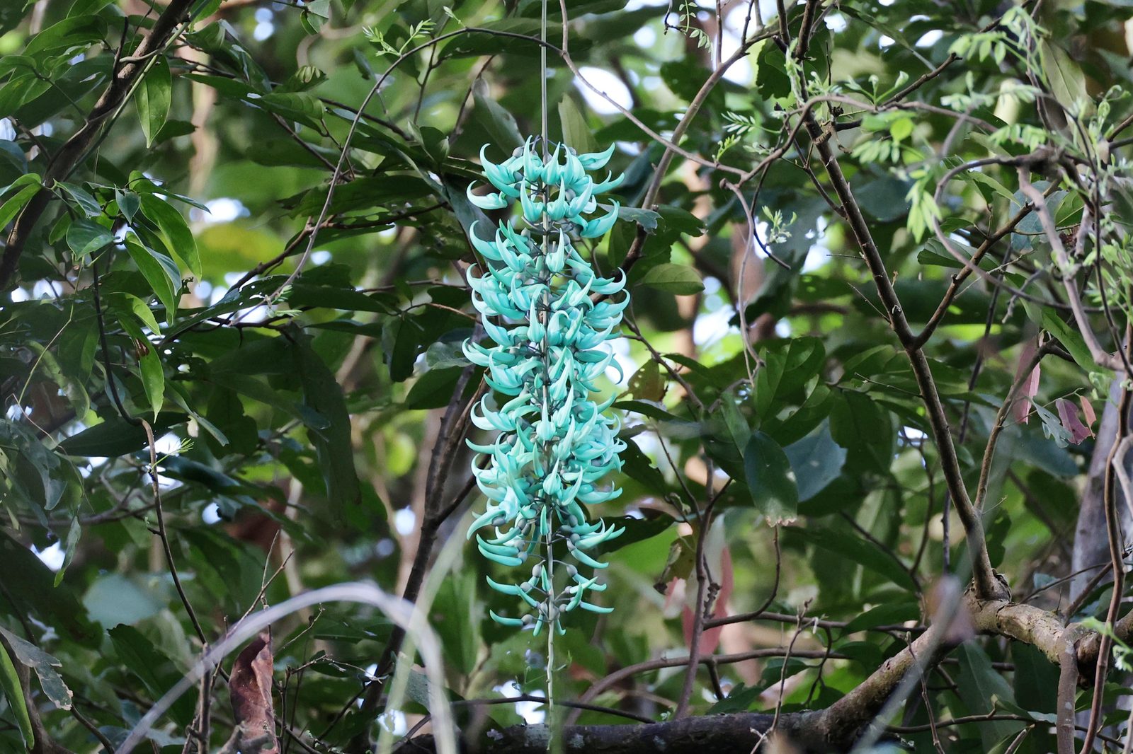 Jade Vine (Strongylodon macrobotrys) plant