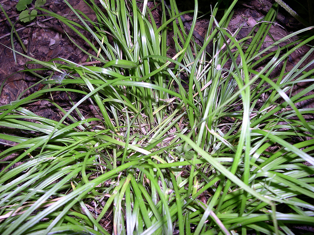 James Sedge (Carex jamesii) plant