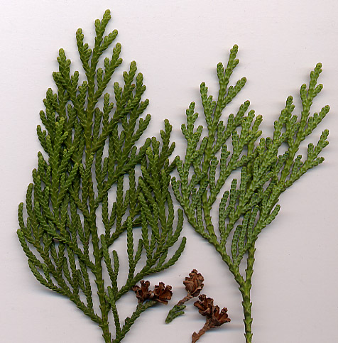 Japanese Arborvitae (Thuja standishii) plant