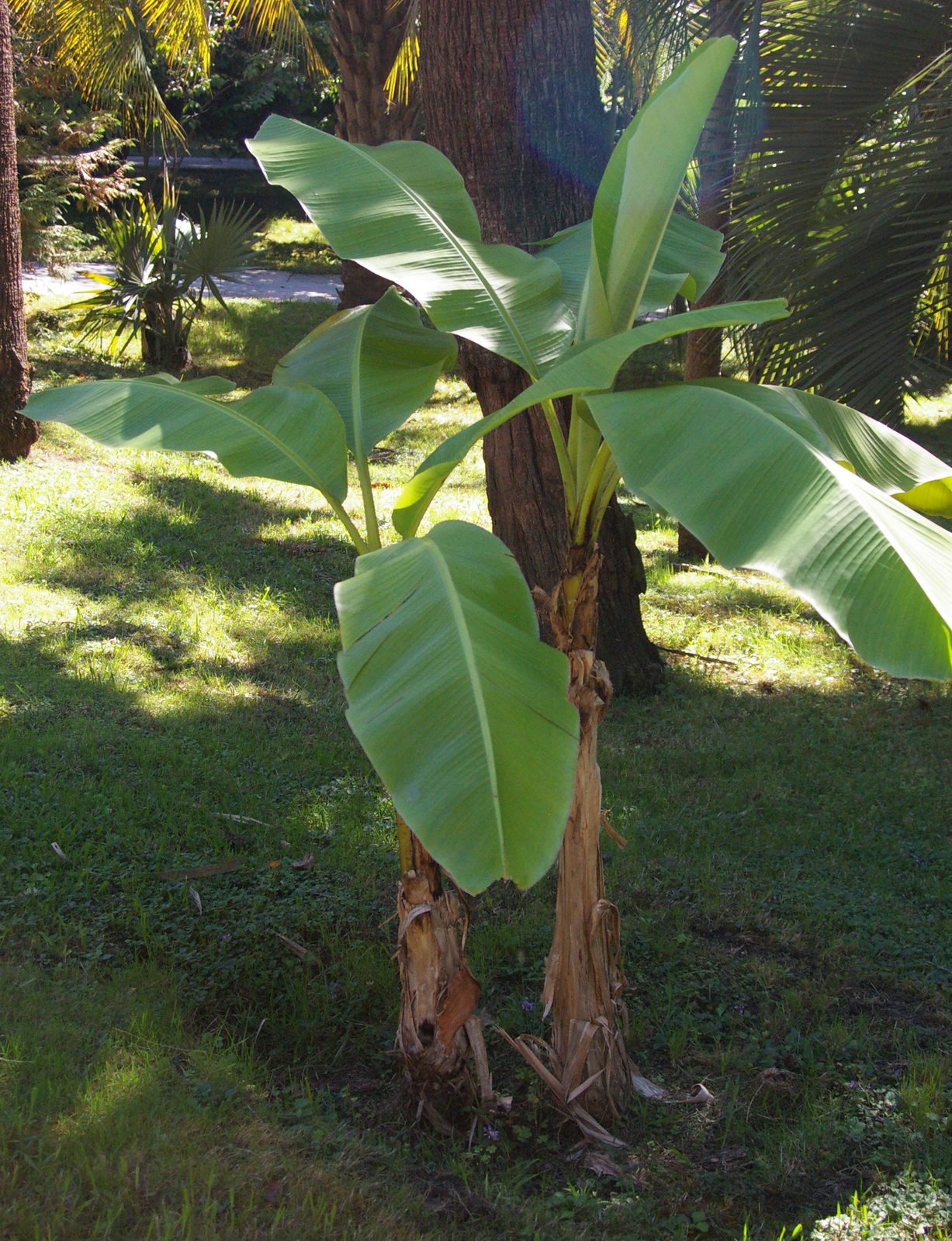 Japanese Banana (Musa basjoo) plant