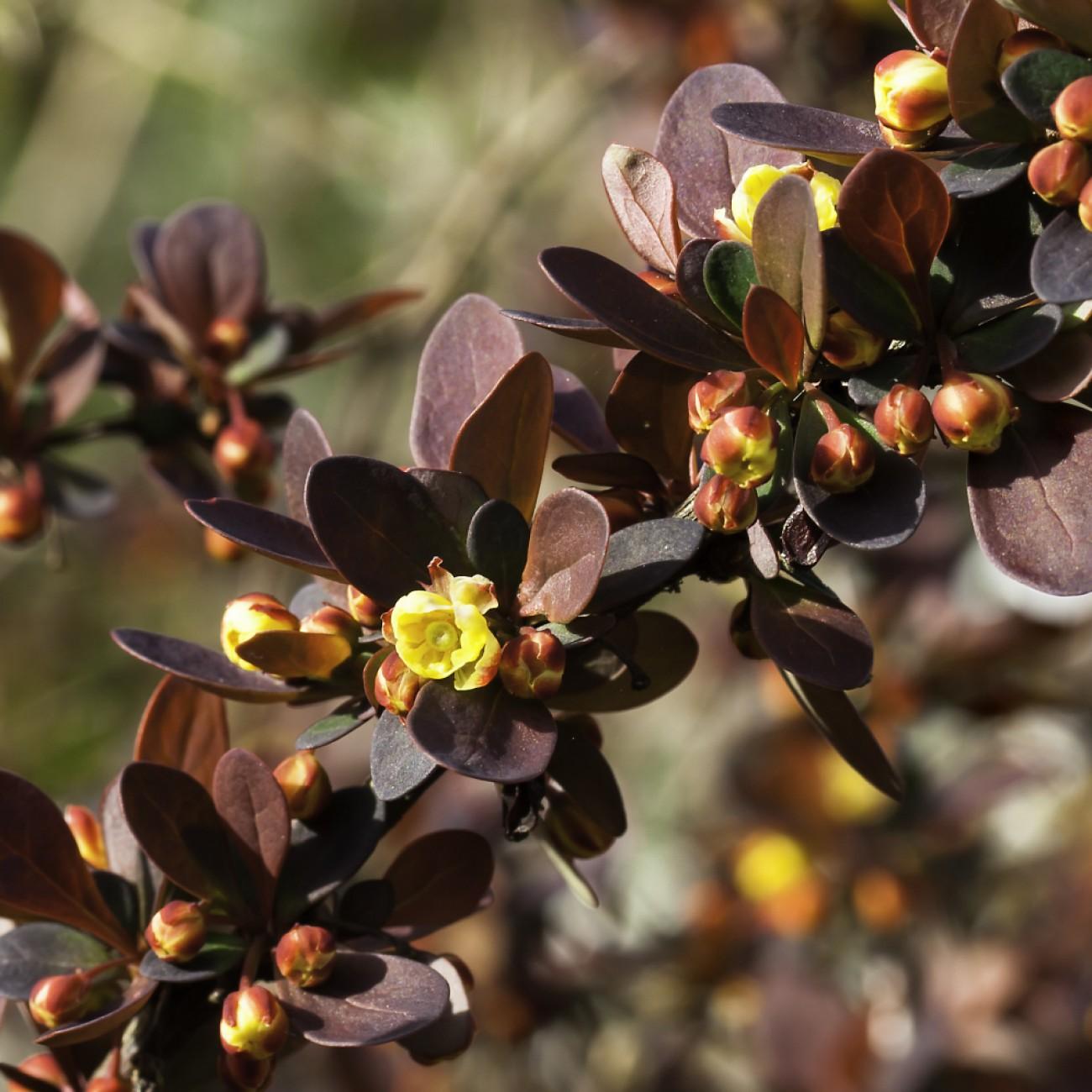 Japanese barberry (Berberis thunbergii f. atropurpurea 'Atropurpurea Nana') plant — close-up photo