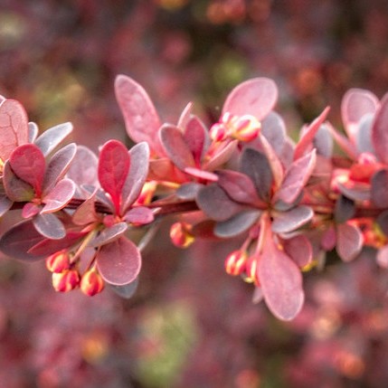 Japanese barberry (Berberis thunbergii f. atropurpurea 'Bagatelle') plant — close-up photo