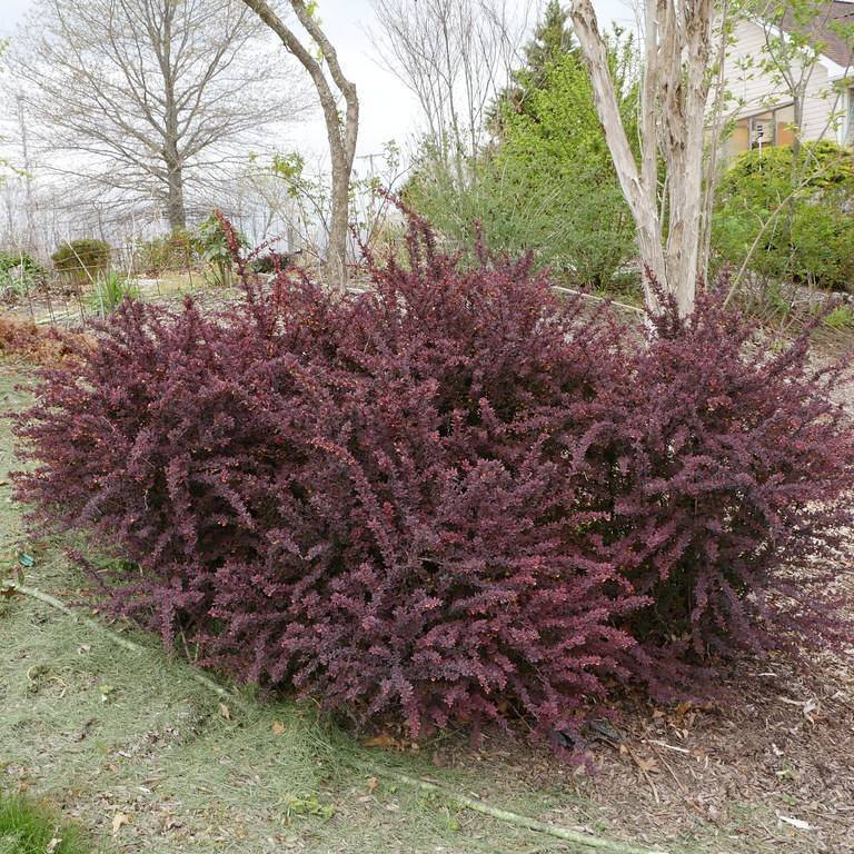 Japanese barberry (Berberis thunbergii f. atropurpurea 'Helmond Pillar') plant — close-up photo