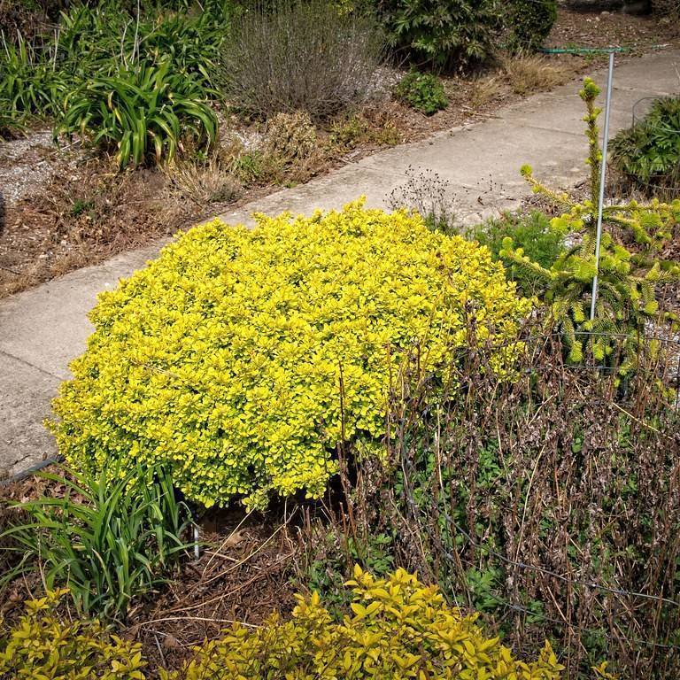 Japanese barberry (Berberis thunbergii 'Talago' SUNJOY GOLD BERET) plant — close-up photo