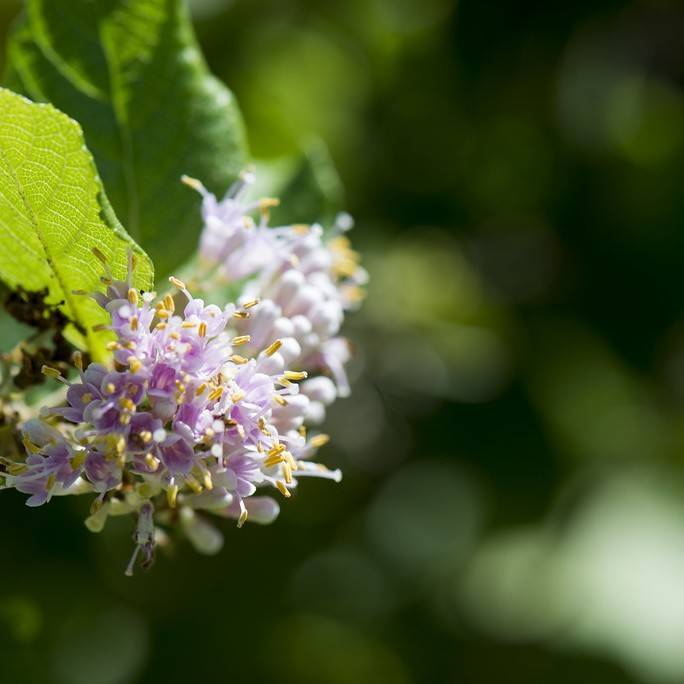 Japanese beautyberry (Callicarpa japonica) plant — close-up photo