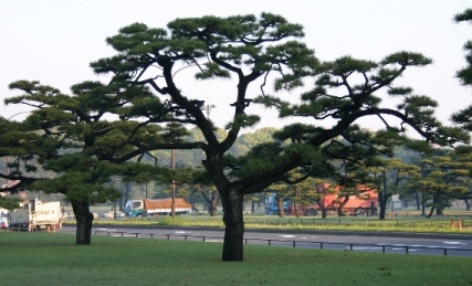 Japanese Black Pine (Pinus thunbergii) plant