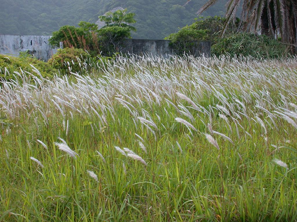 Japanese Blood Grass (Imperata cylindrica 'Rubra') plant