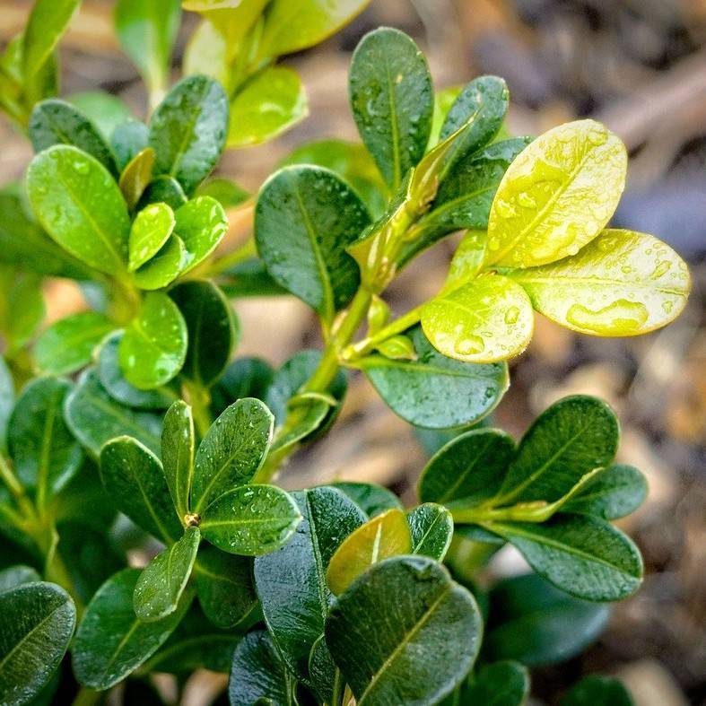Japanese boxwood (Buxus microphylla var. japonica 'Green Beauty') plant — close-up photo