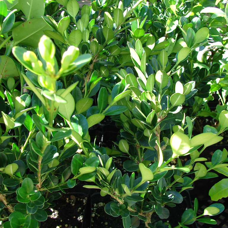 Japanese boxwood (Buxus microphylla var. japonica 'Morris Midget') plant — close-up photo
