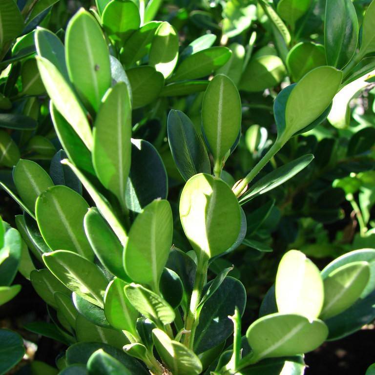 Japanese boxwood (Buxus microphylla var. japonica 'National') plant — close-up photo