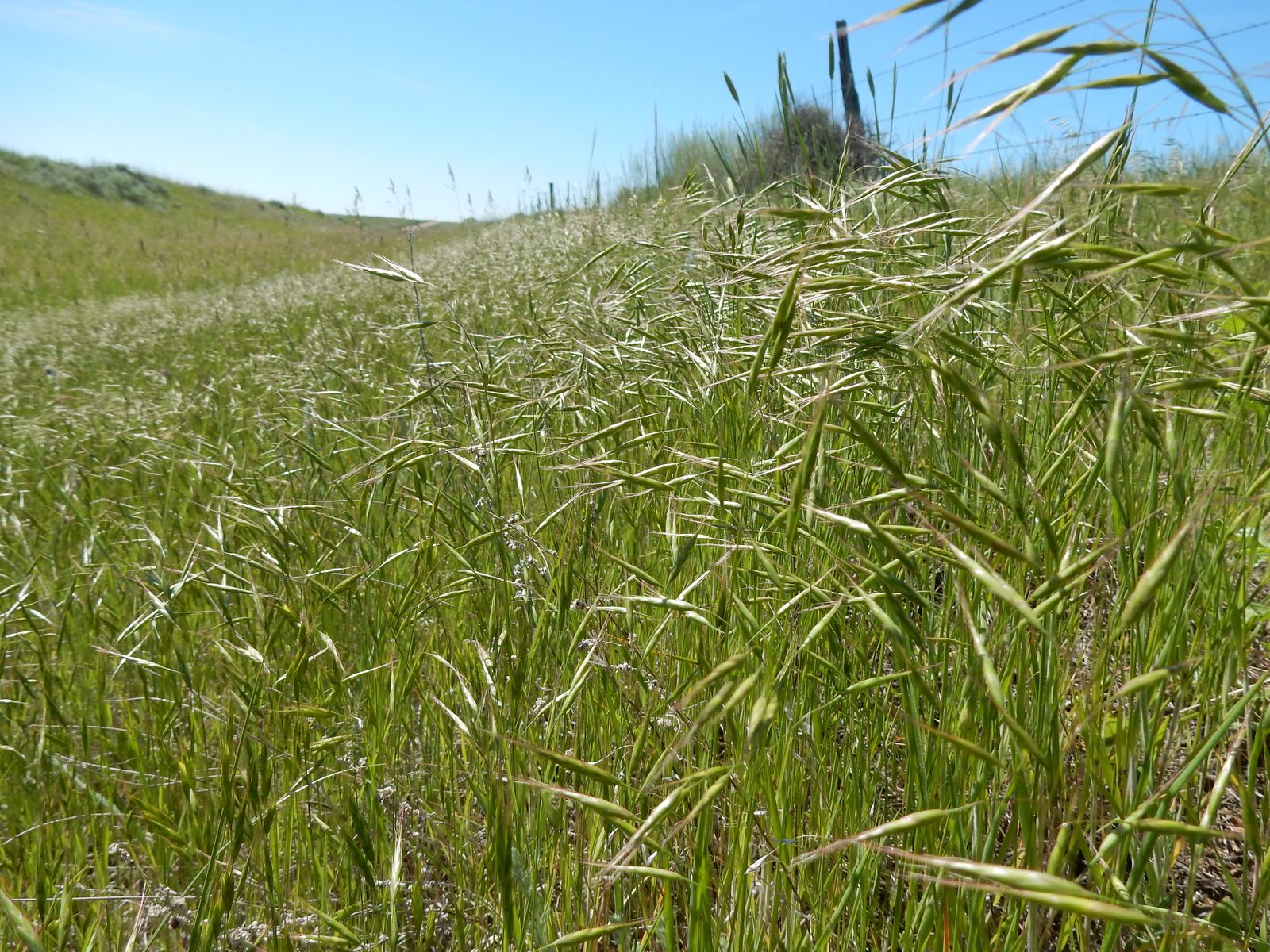 Japanese Brome (Bromus japonicus) plant