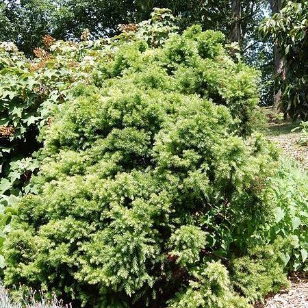 Japanese cedar (Cryptomeria japonica 'Elegans Nana') plant — close-up photo
