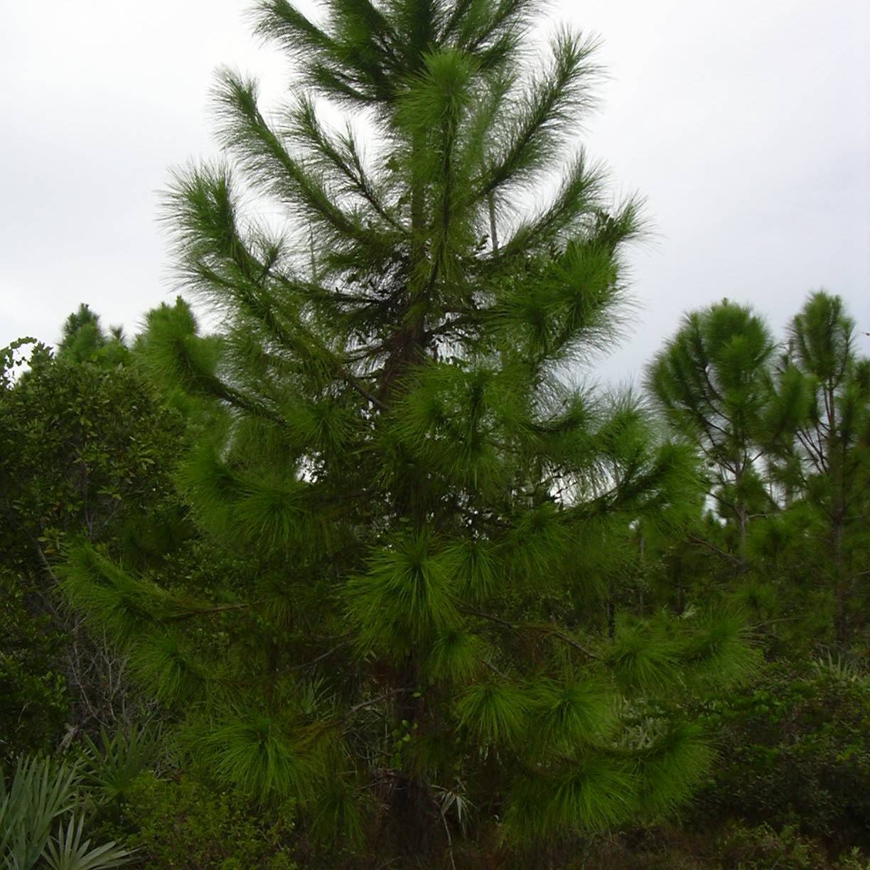 Japanese cedar (Cryptomeria japonica 'Radicans') plant — close-up photo